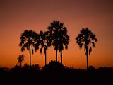 Africa 201 : Africa, Botswana, Chitabe, Evening Glow, Nature, Okavango, Palm Trees, Trees